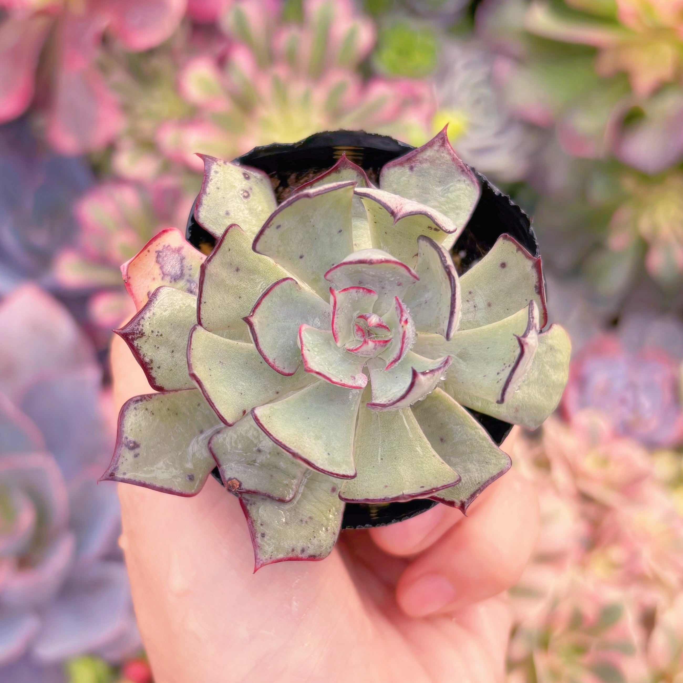 現品　ストリクチフローラ#A019　るる農園