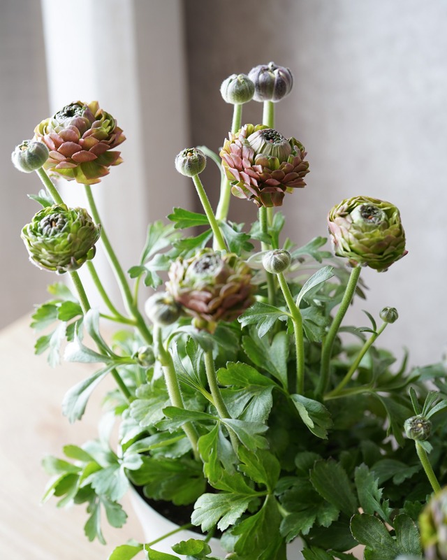 色変化が魅力　ラナンキュラス  アラクネ ５号　