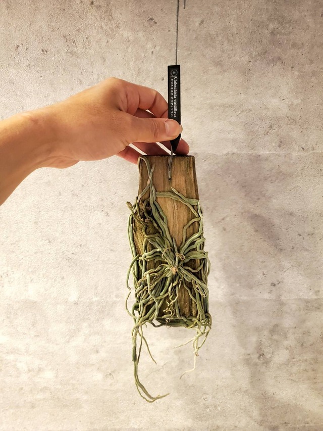 Chiloschista viridiflava 【artPLANTs】キロスキスタ ビリディフラバ    着生ラン