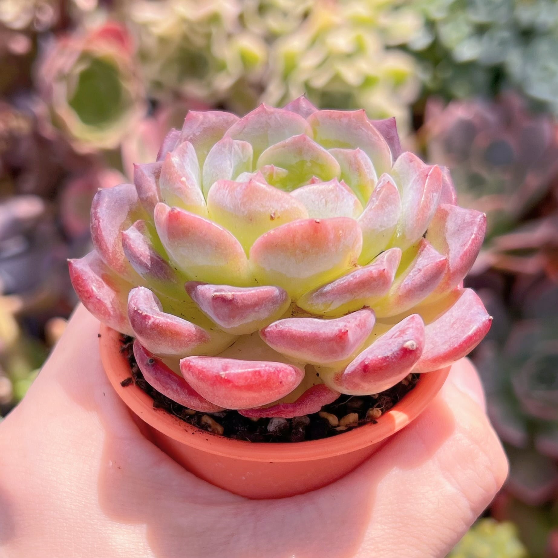 多肉植物 純愛 新入荷 るる農園 | るる農園~多肉植物専門