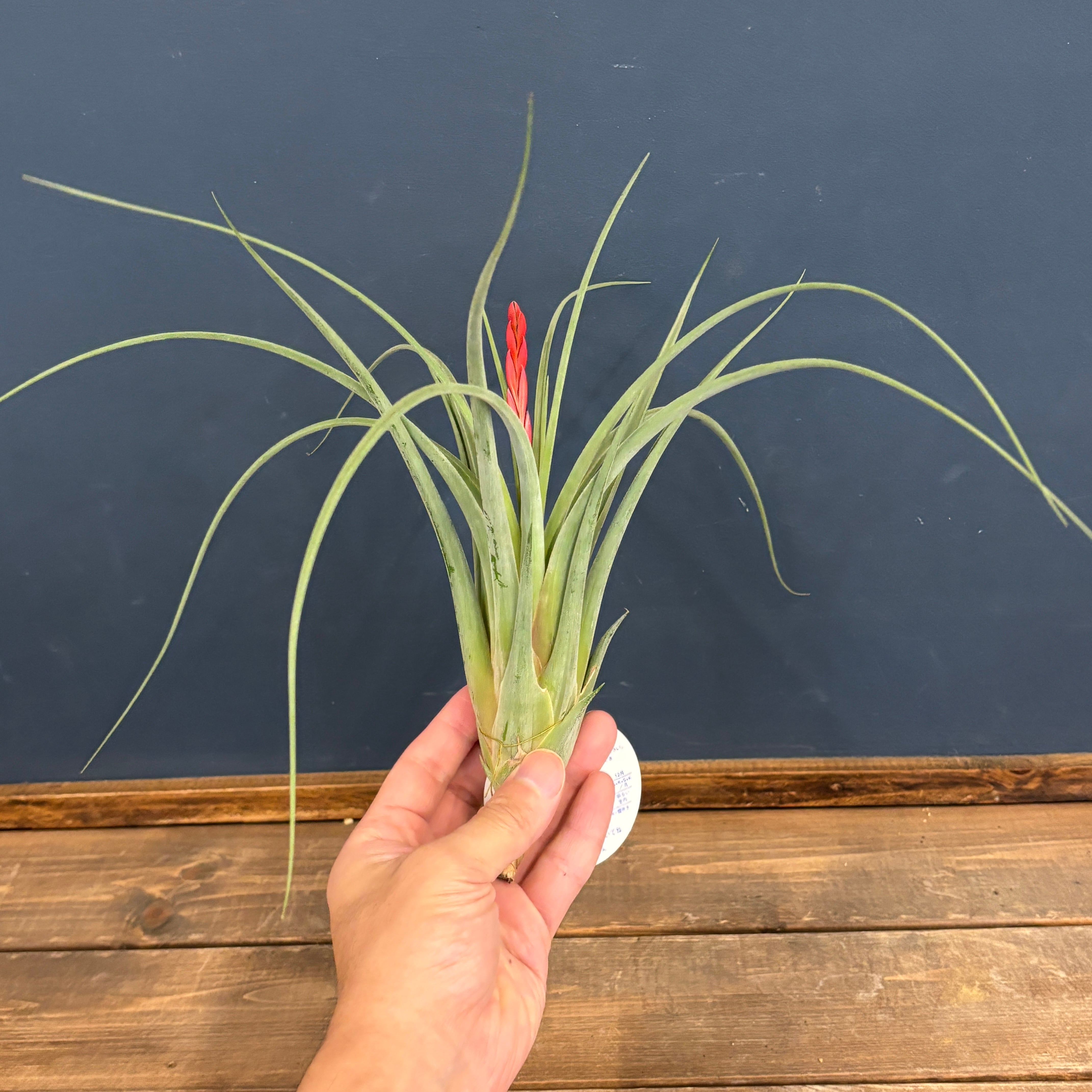 チランジア (カプトメデューサ × ベルニコーサ) × エスピノーサ【593】