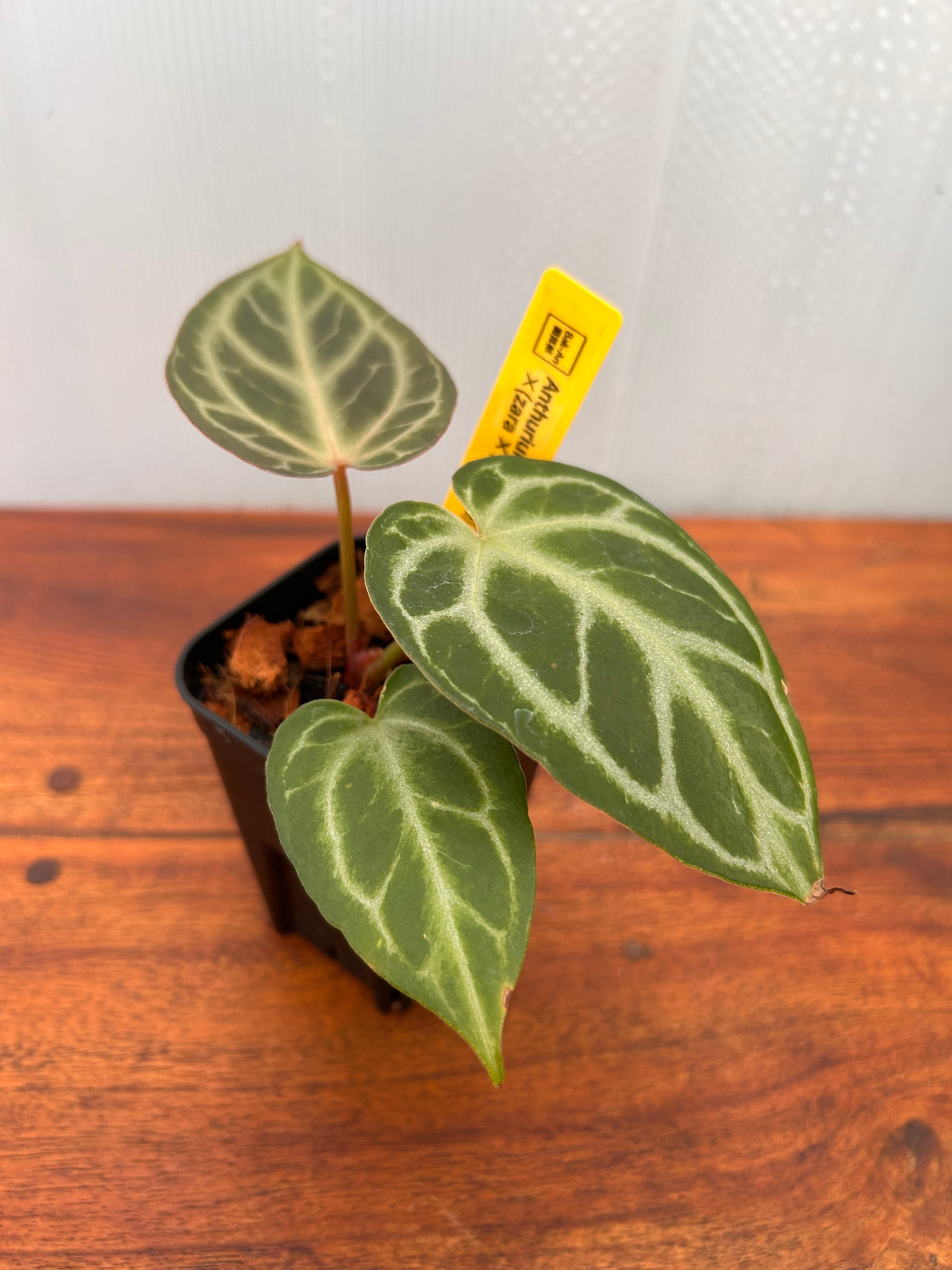 Anthurium | BALI-AN 園芸
