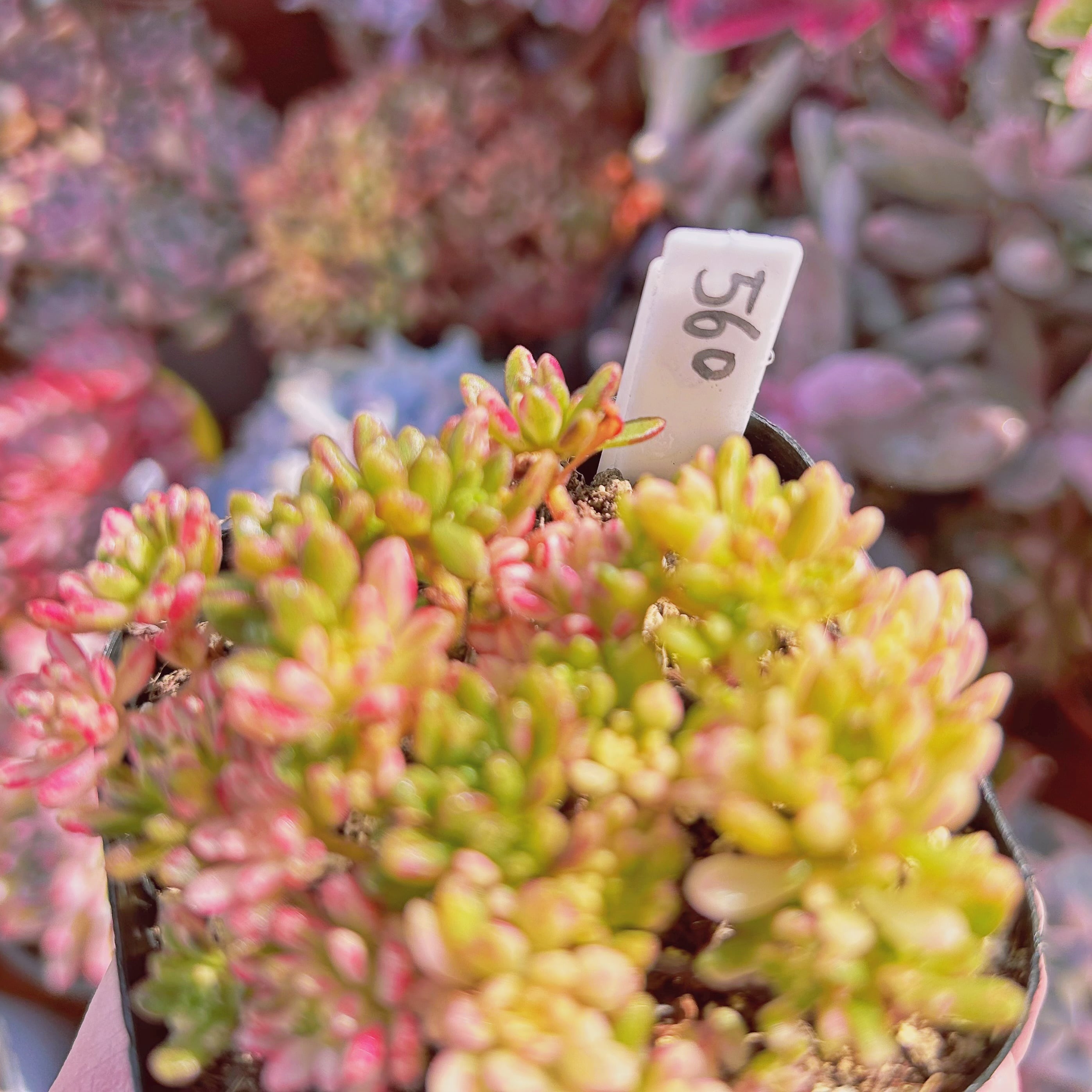 多肉植物 ちょいレア♪月錦♡抜き苗 5f4dfe24e5b2bc8349f67da32bf1f9