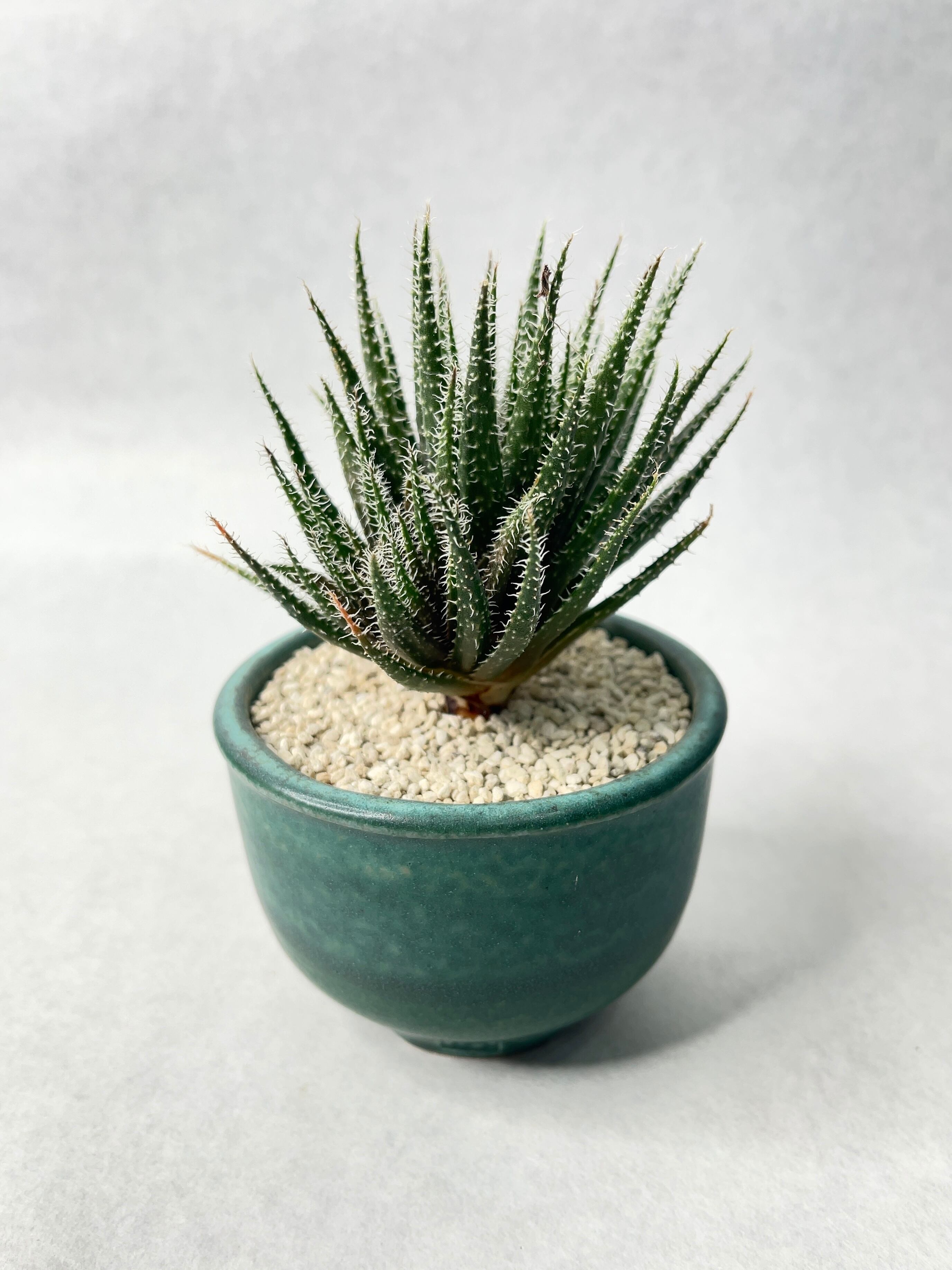 アロエ・ハオルチオイデス | trigger