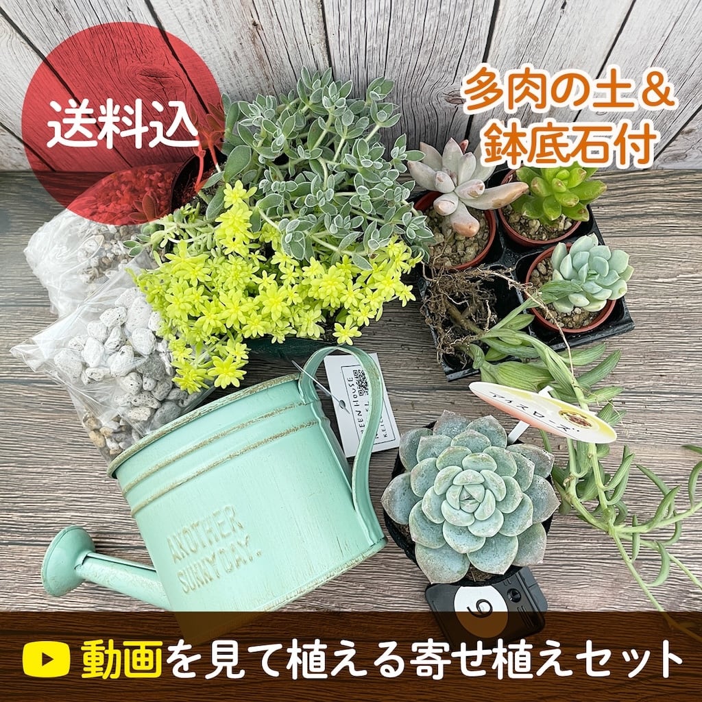 寄せ植えキット | アトリエnana 多肉植物専門店