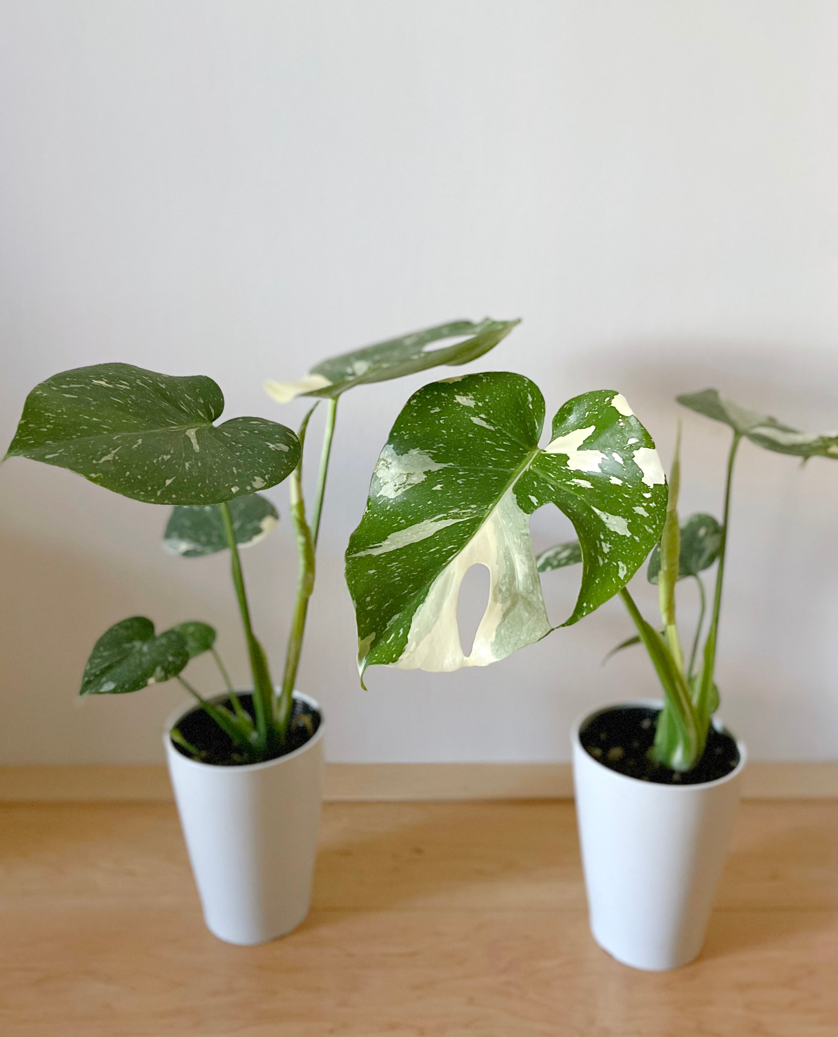 斑入りモンステラ | Flower Works Coco +