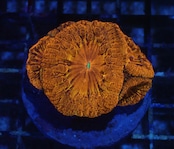 Blastomussa PrmeiumGrafted