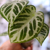 アンスリウム ドラヤキ × シルバーブラッシュ / Anthurium Dorayaki × Anthurium Silver brush⑭/ 観葉植物<育て方・花言葉>