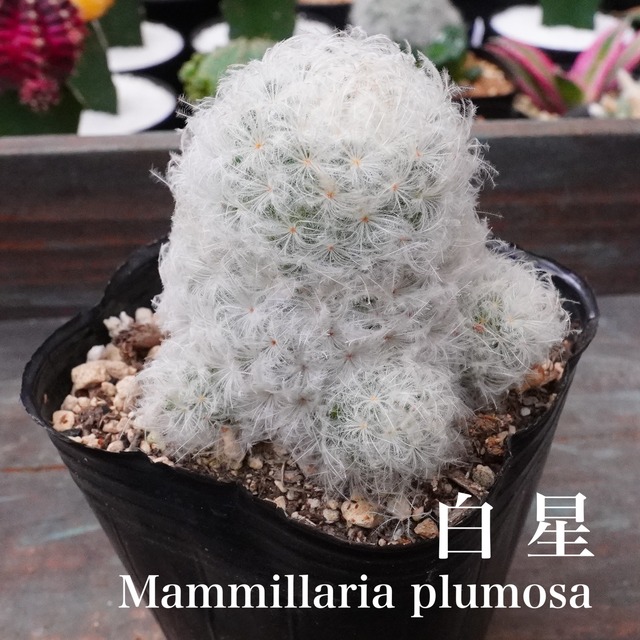 もふもふ【白星（マミラリア・プルモサ）2 】Mammillaria plumosa　サボテン