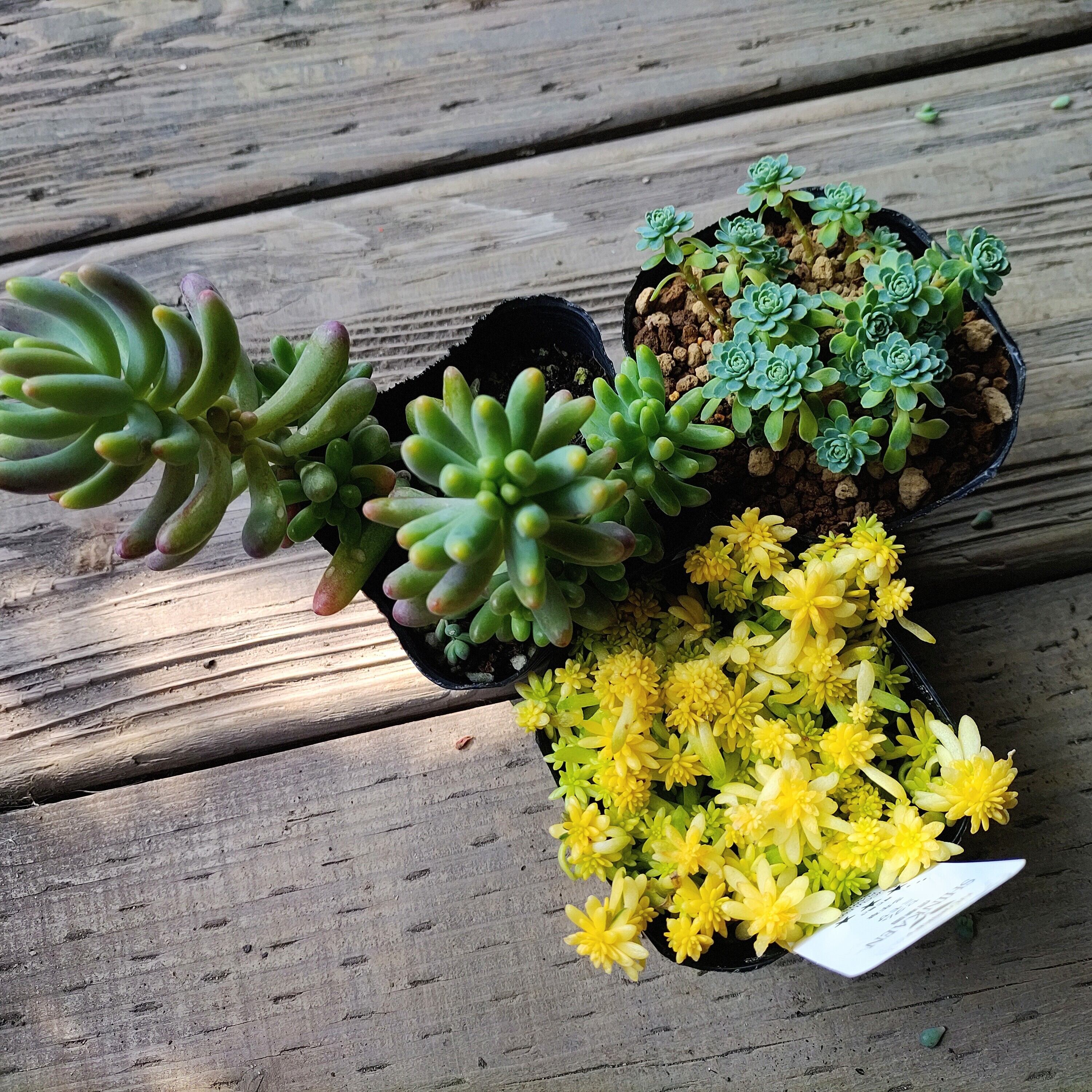 2026年RuPo福袋 | RuPo 多肉植物専門店