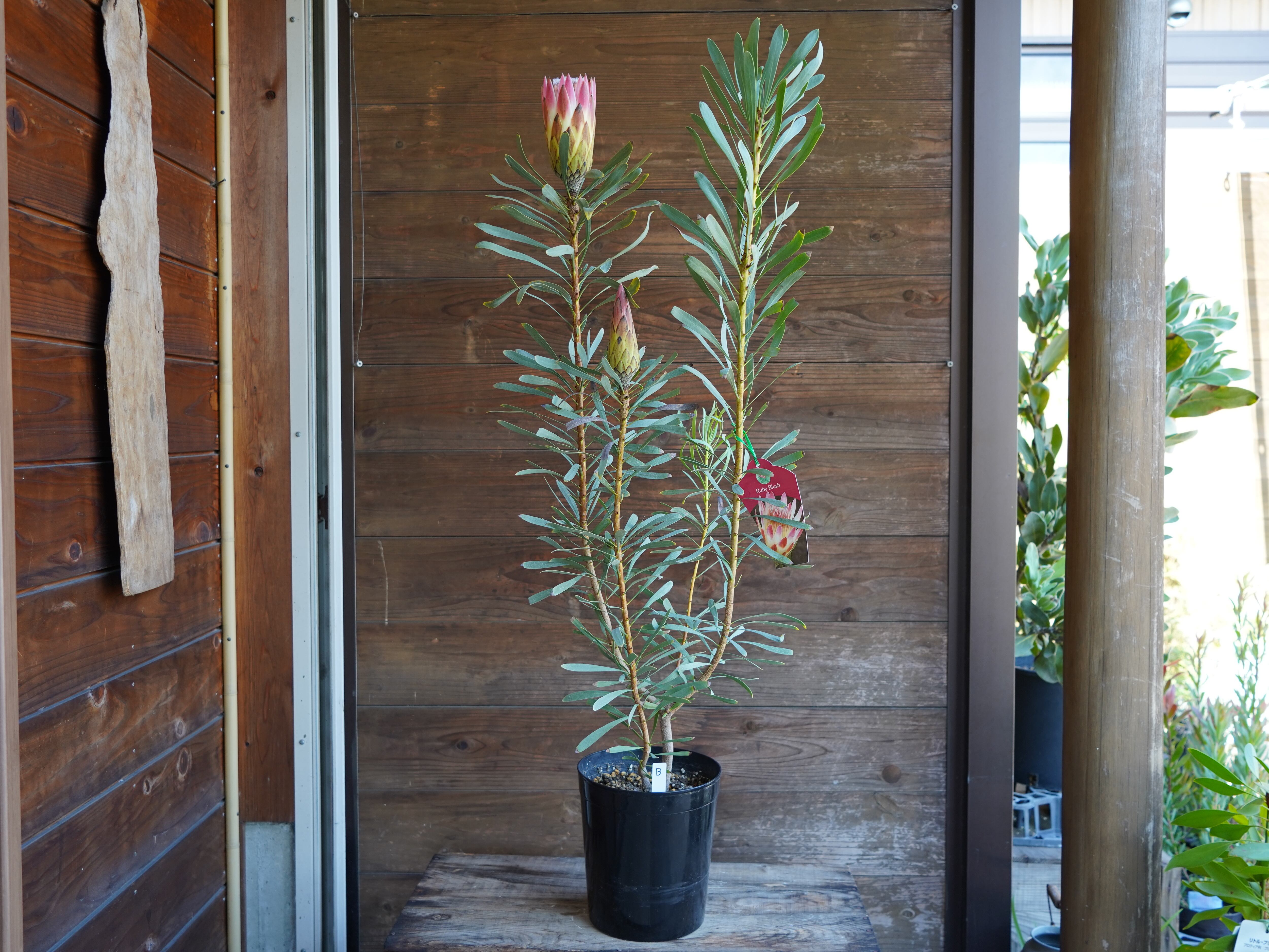 【現物】プロテア　”ルビーブラッシュ”　B