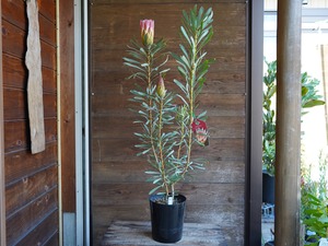 【現物】プロテア ”ルビーブラッシュ” B