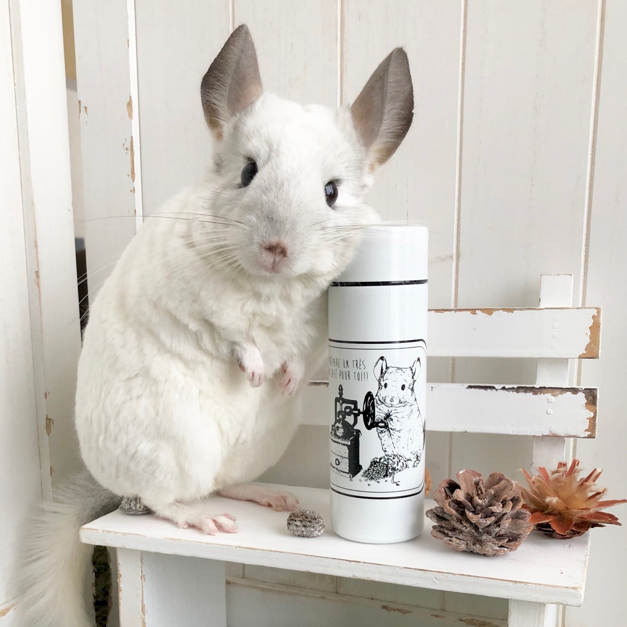コーヒー豆を挽くチンチラの真空ポケットボトル | Chinchilla souri*