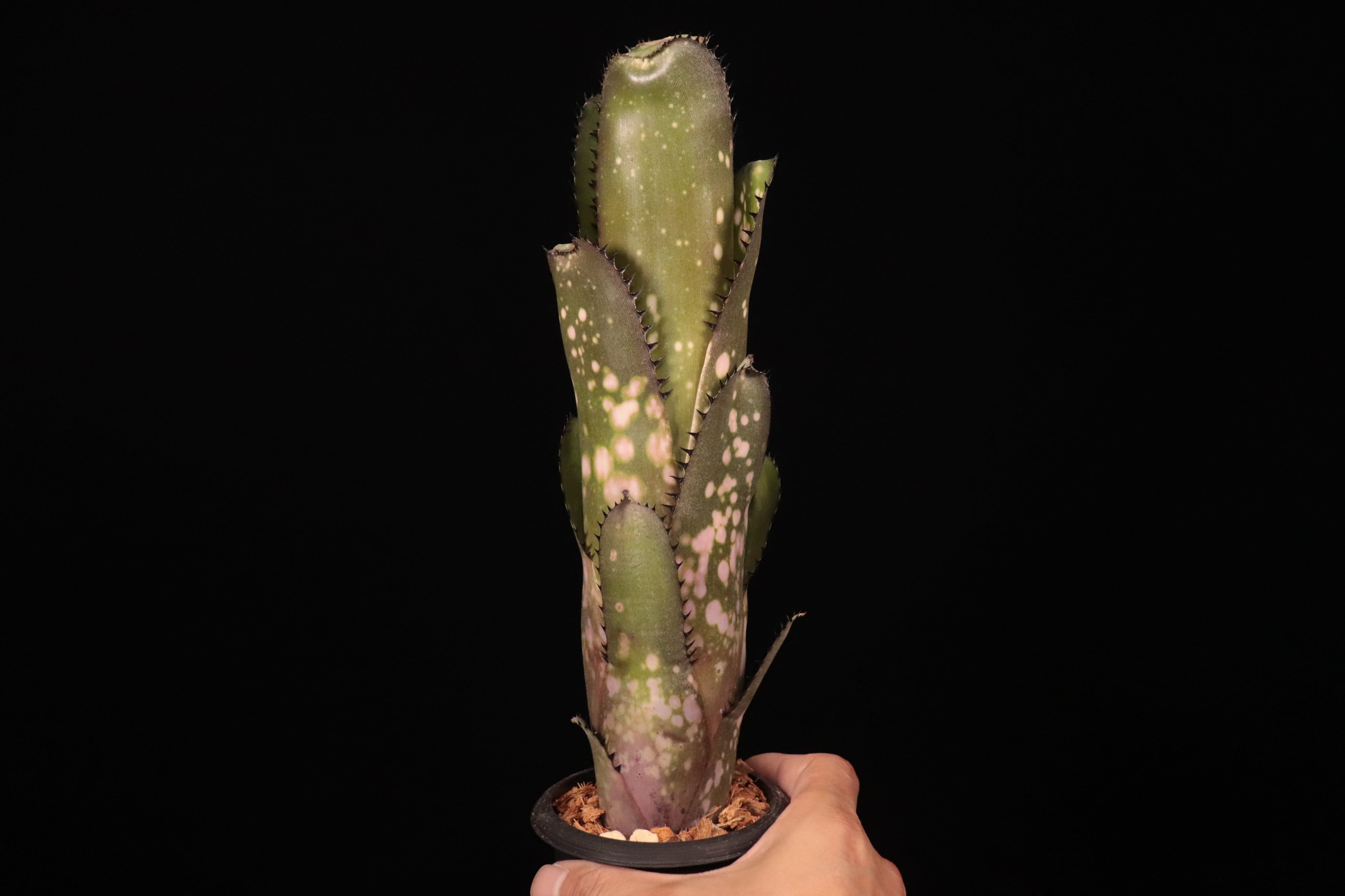 Billbergia 'Waxing Gibabous'〔ビルベルギア〕B354 | plane plants