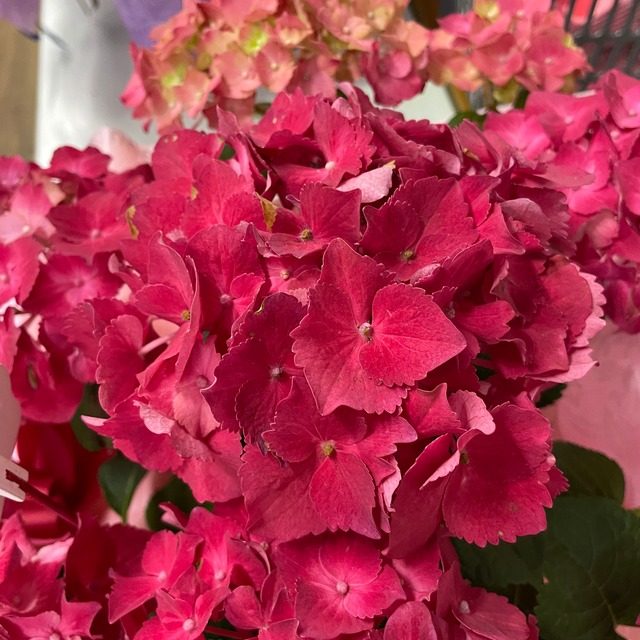 送料ラッピング無料 母の日ギフト アジサイ スピーディーレッド 紫陽花 赤 5号 ハイランドシア 苗 ホットレッド シャン ド フルール 鹿児島市にある園芸店 観葉植物 花 寄せ植え お庭 Diy