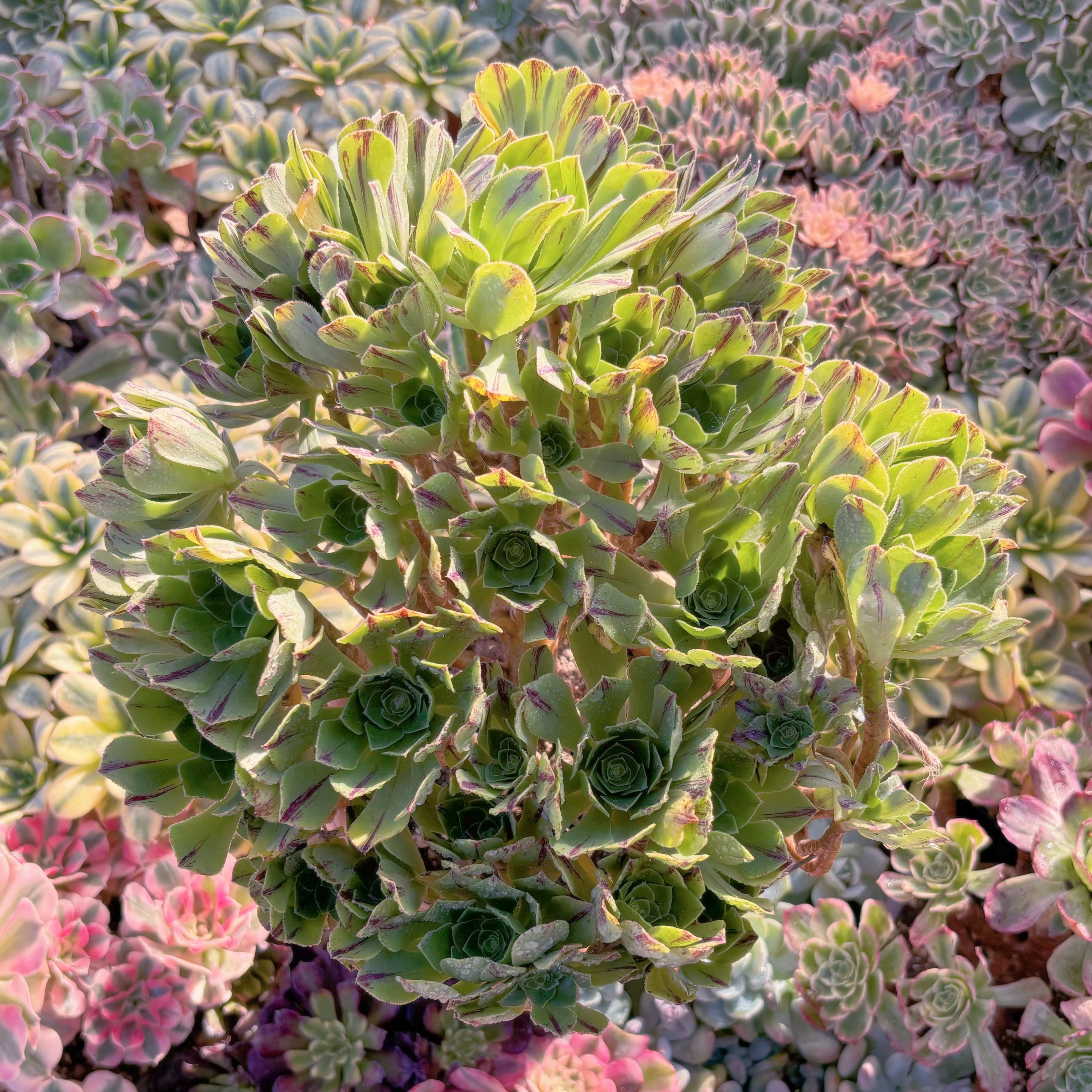 現品　鬼火緑（きかりょく）#C53　特特大群生　新入荷　るる農園