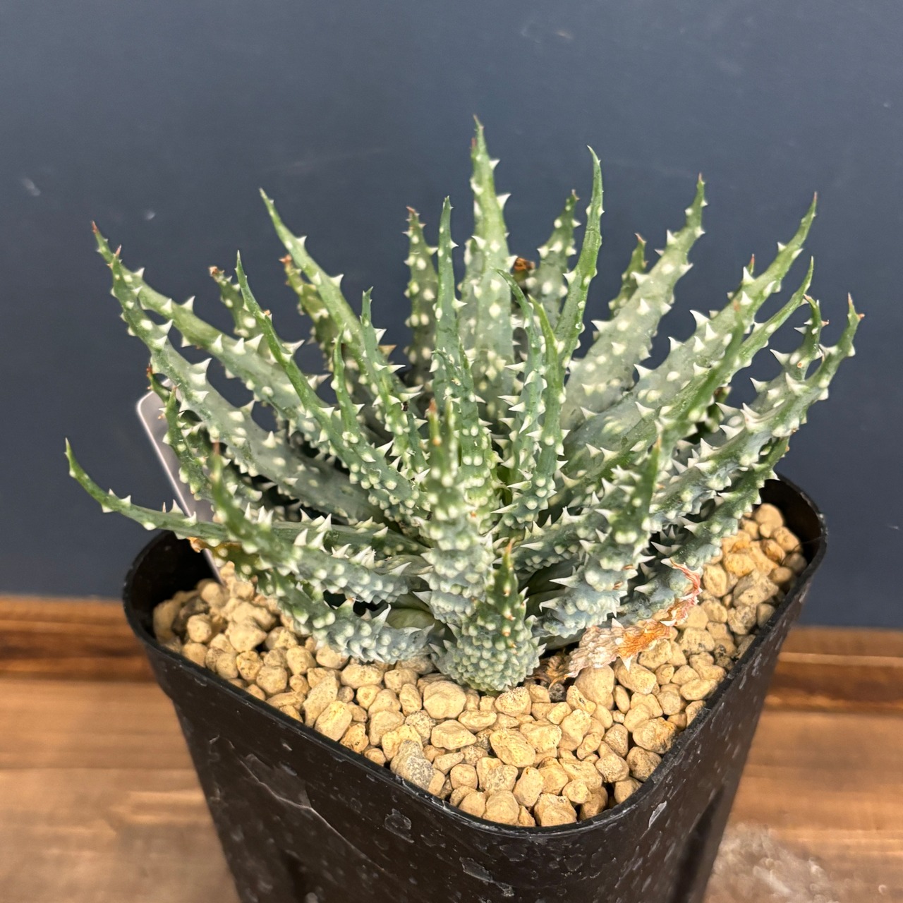 アロエ　フミリス × エリナケア【66】