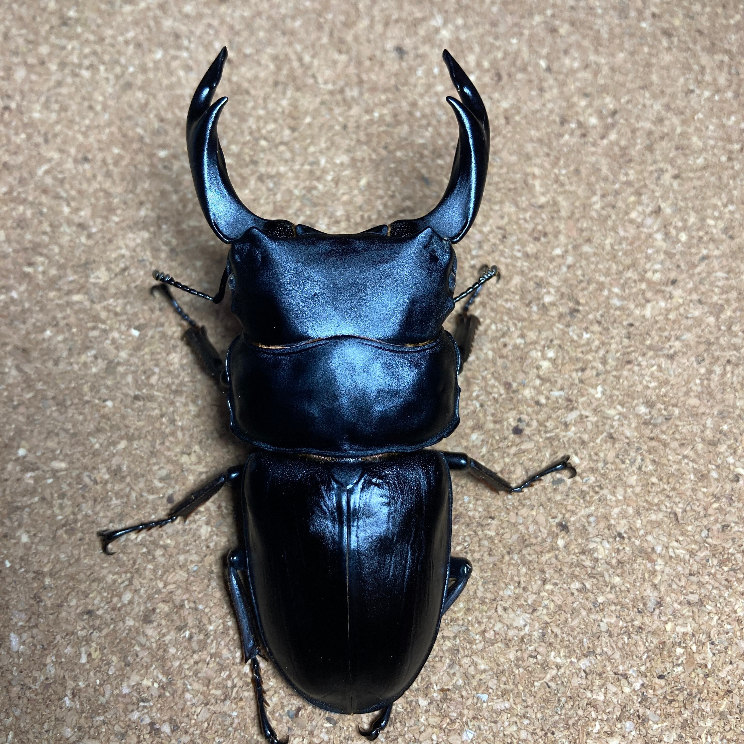 久留米オオクワガタ　♂85㎜　マツノインセクト 久留米オオクワガタ ♂85㎜ マツノインセクト