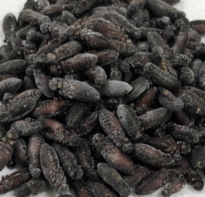 冷凍ジャイアントミルワーム100g 約100匹 | Suke rep