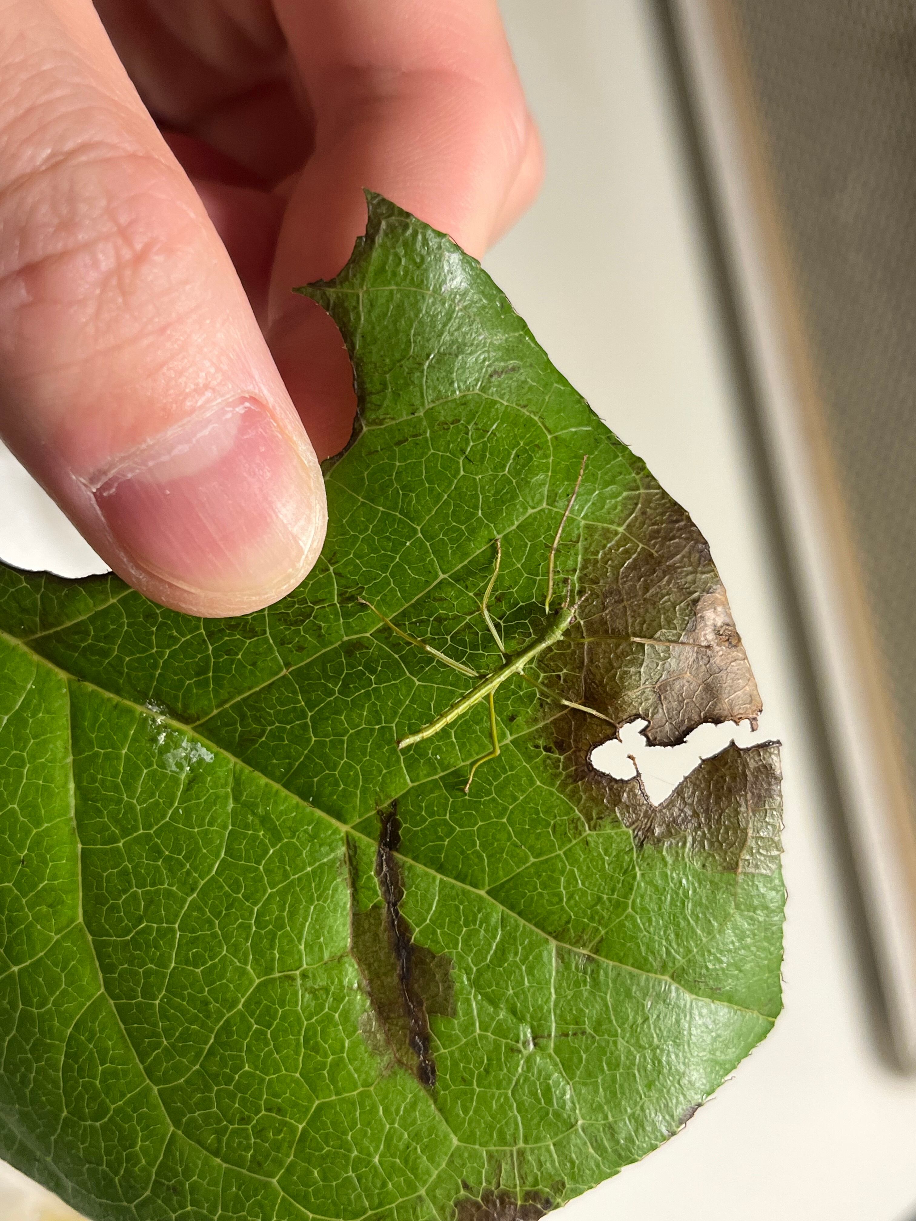 卵10個】インドナナフシ タランチュラコノハムシカマキリマンティス