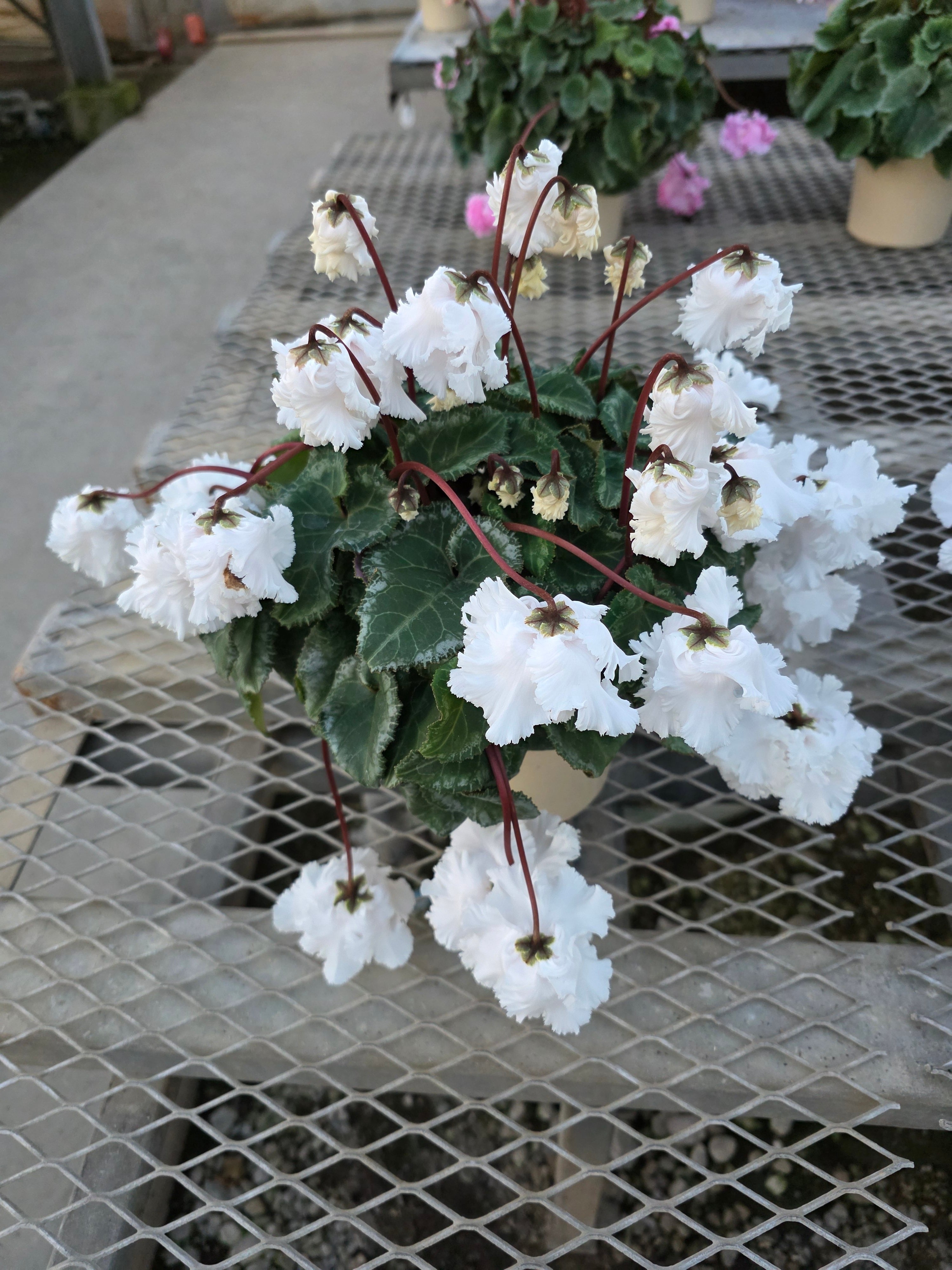 シクラメン5号鉢 FLOW～EL～ フローエル54 | hayashi-engei