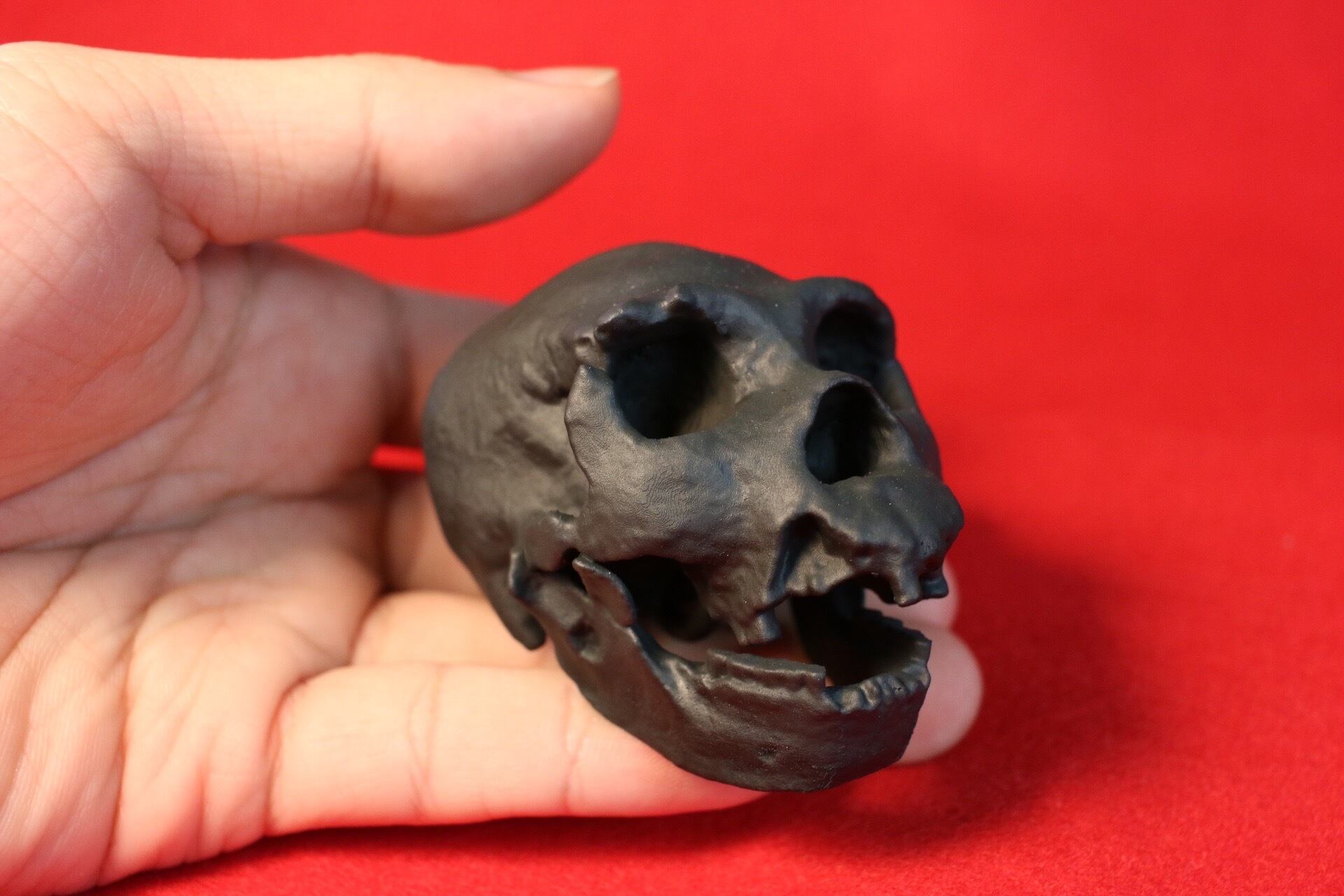 選べる2色・リング付き】ハイデルベルク人 縮小 頭骨レプリカ