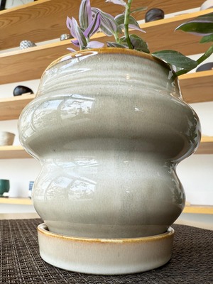 トラデスカンチア・ラベンダー