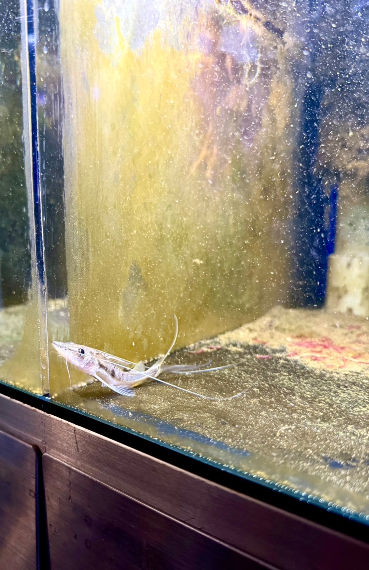 ロングバーベルキャット - 3