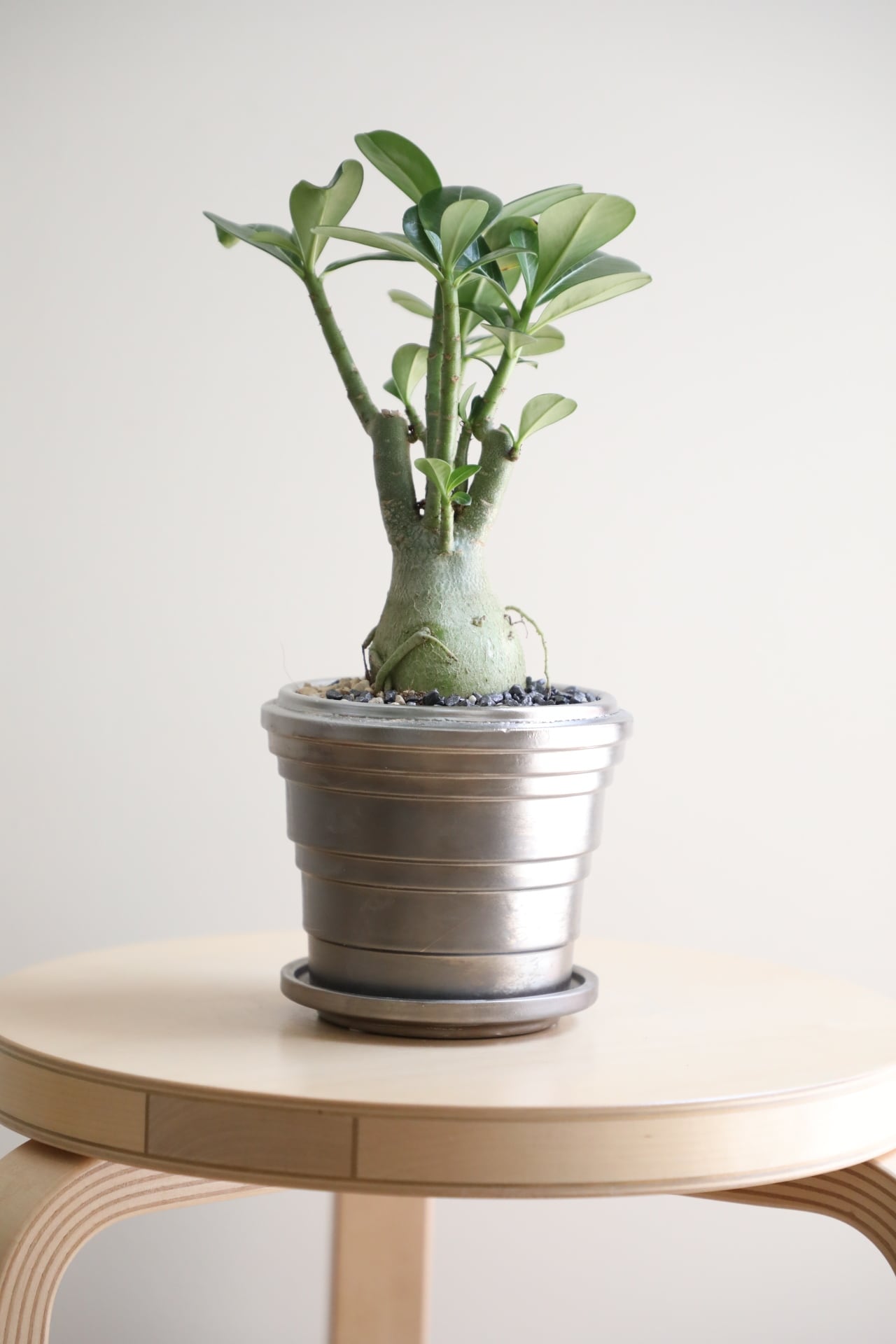 S】アデニウム アラビカム/Adenium arabicum | 【厳選植物・器】MIDORI