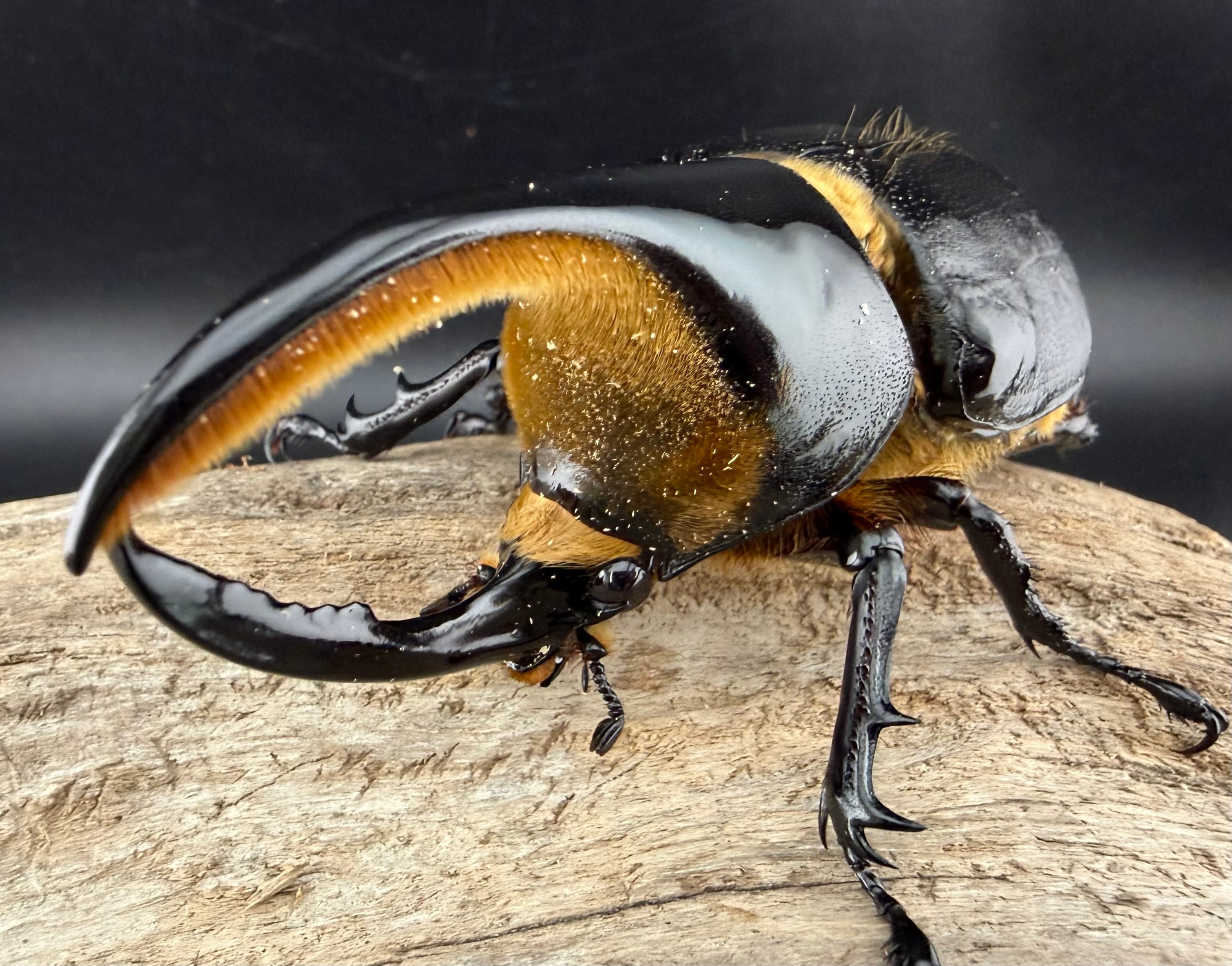 WD】《ヘラクレス・リッキー コロンビア産 65mm ♀単》 | KPW公式