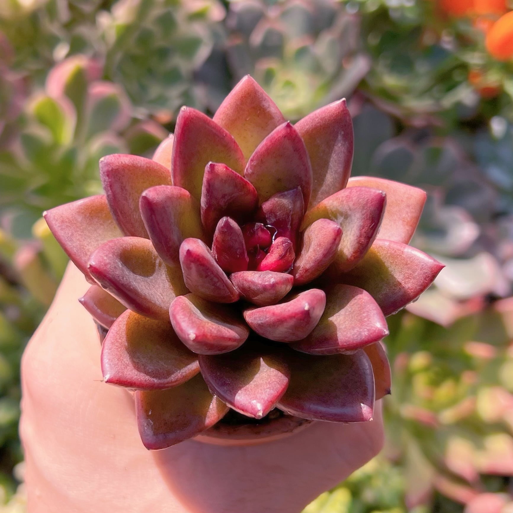 多肉植物　パープルローズ　新入荷　るる農園