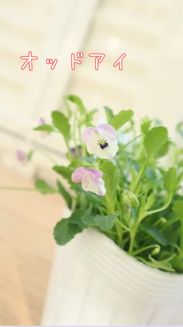 ★限定★　小輪ビオラ　ビオレッタ　セット販売　Bセット　花苗