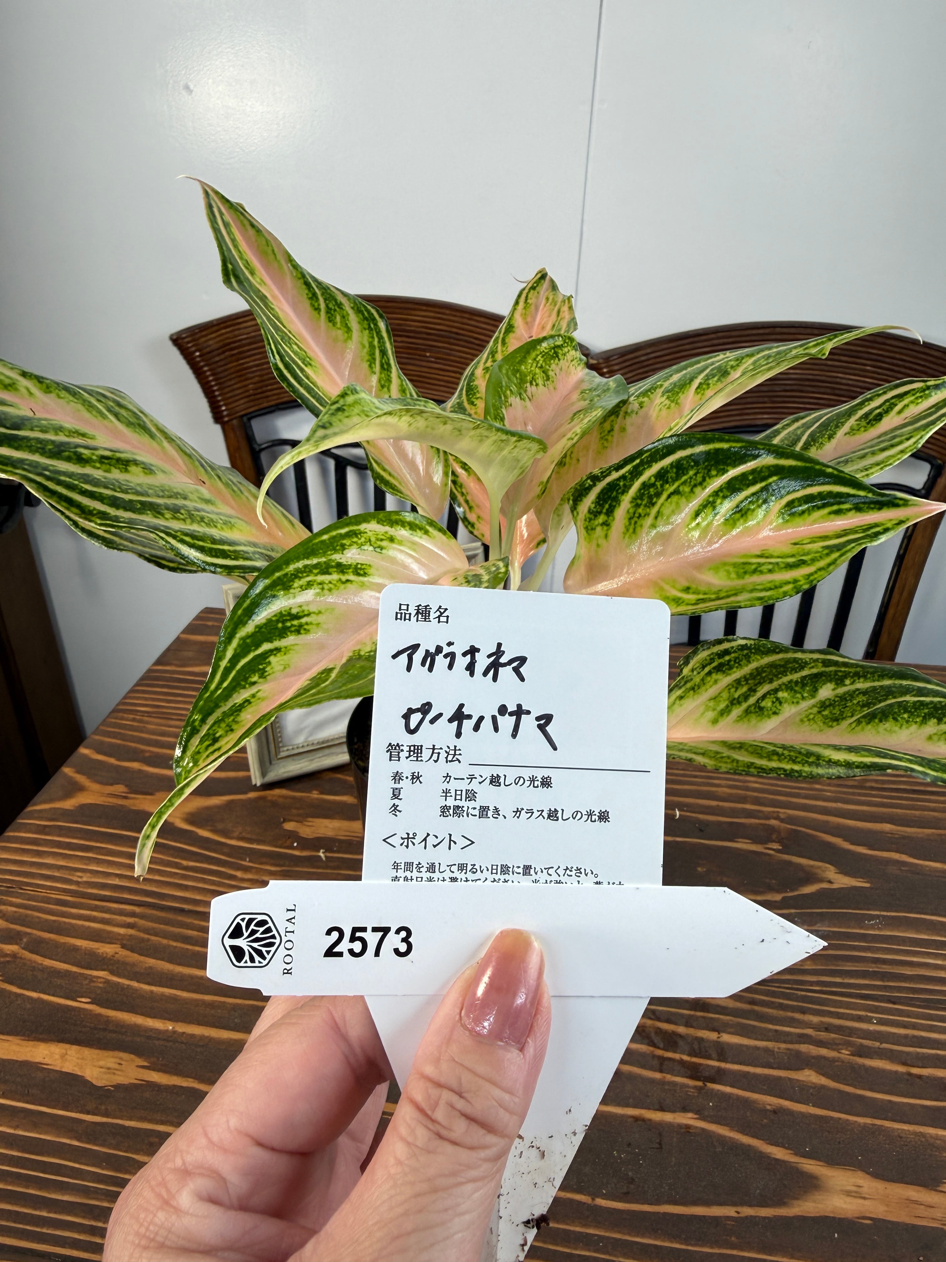 ★2573【見惚れる桃艶】アグラオネマ ピーチパナマ(3.5号硬質ロングポット)