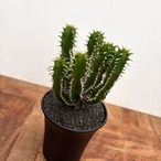 Euphorbia mlanjeana【ユーフォルビア・ムランジーナ】