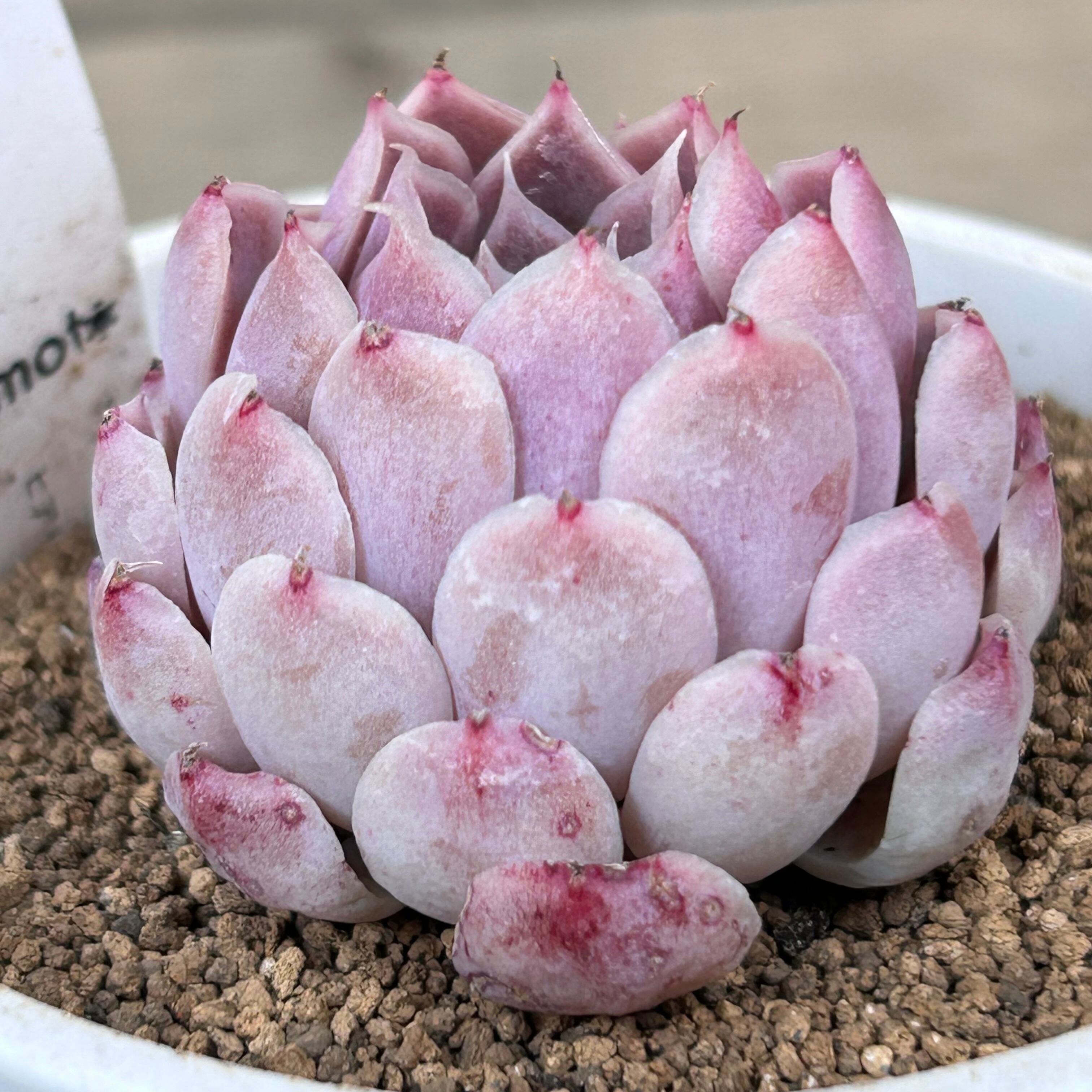 ヒアリナサンライスデラパス | RuPo 多肉植物専門店