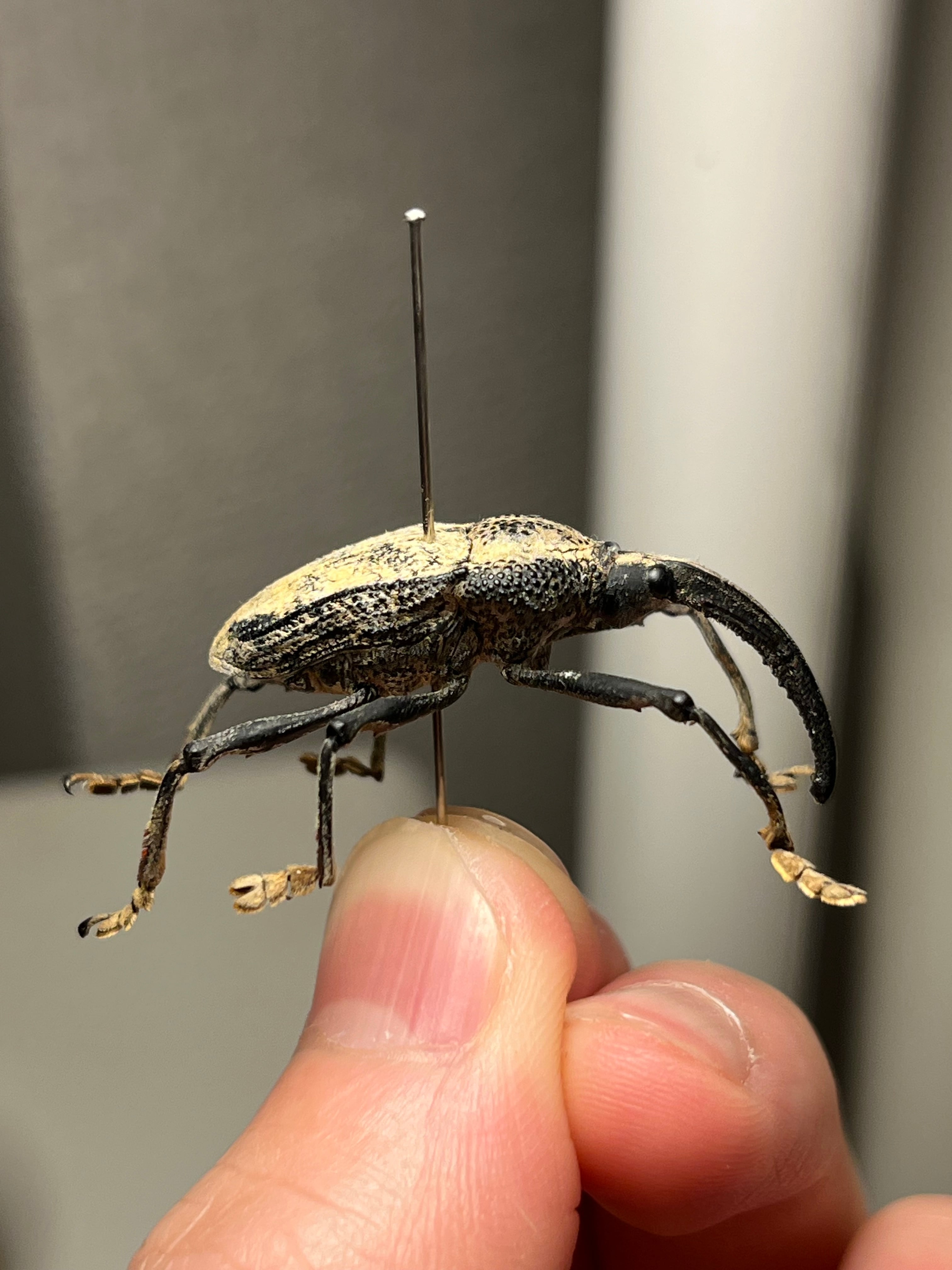 ブラジルのシギゾウムシ 標本カミキリ昆虫ゼリー標本甲虫フンチュウ