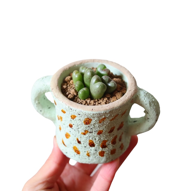 コノフィツム マルニエリアナム（花）