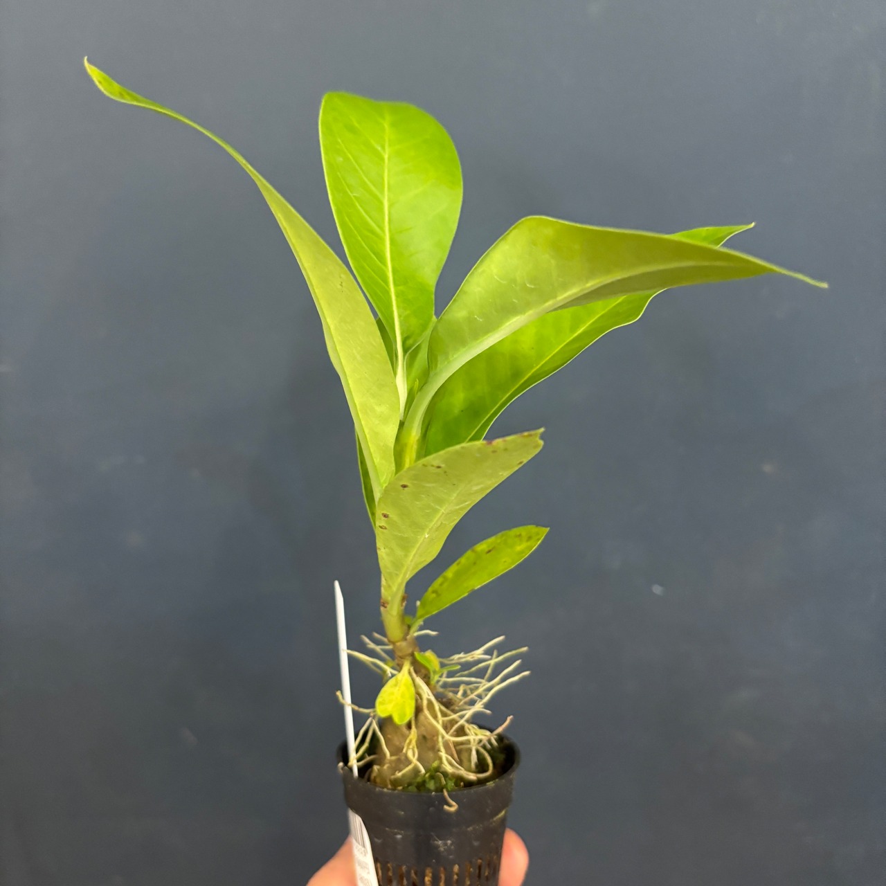 アントルリザ　bracteosa【681】