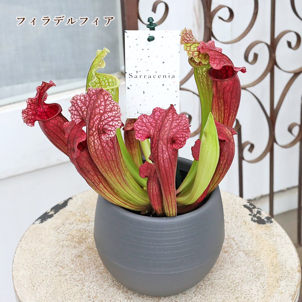 食虫植物サラセニア cv.フィラデルフィア 超特大株 抜き苗 観葉植物 食虫植物 サラセニア 3.5号 レウコフィラ フィラデルフィア