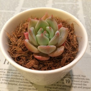 多肉植物 エケベリア ブルーバード　Echeveria blue bird hyb. NO.19