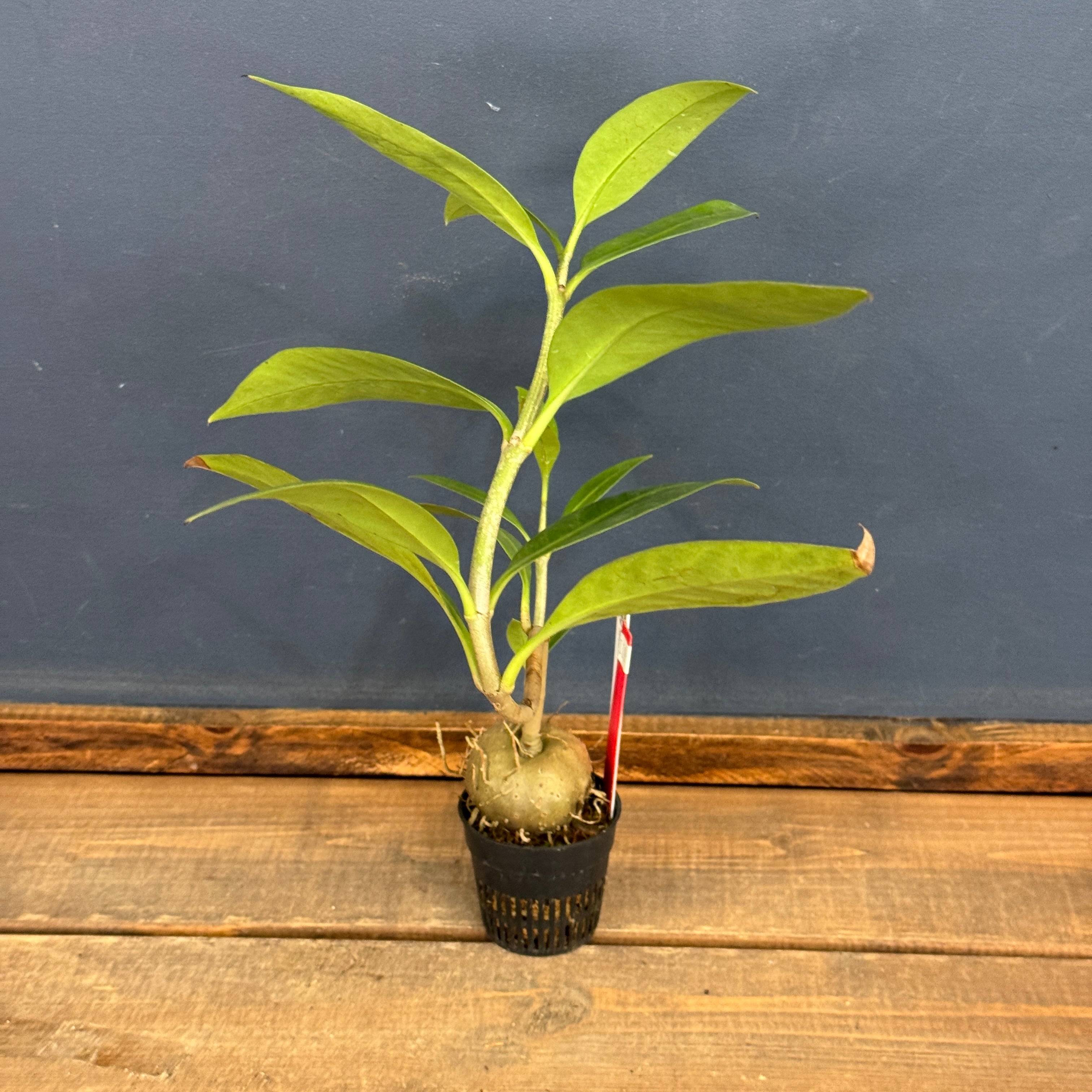 クリアランス】Hydnophytum cf. lauterbachii Siuthern Nabire