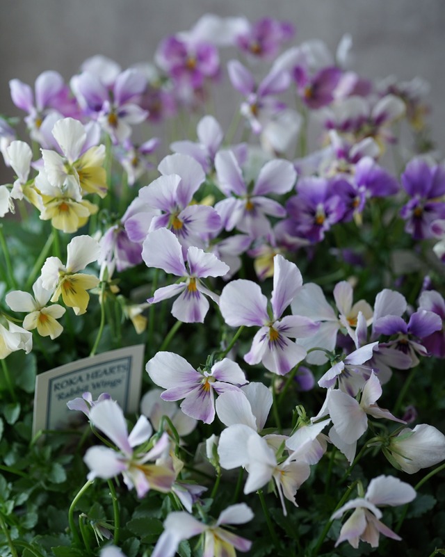 ビオラ　アオマドウシ　３号　