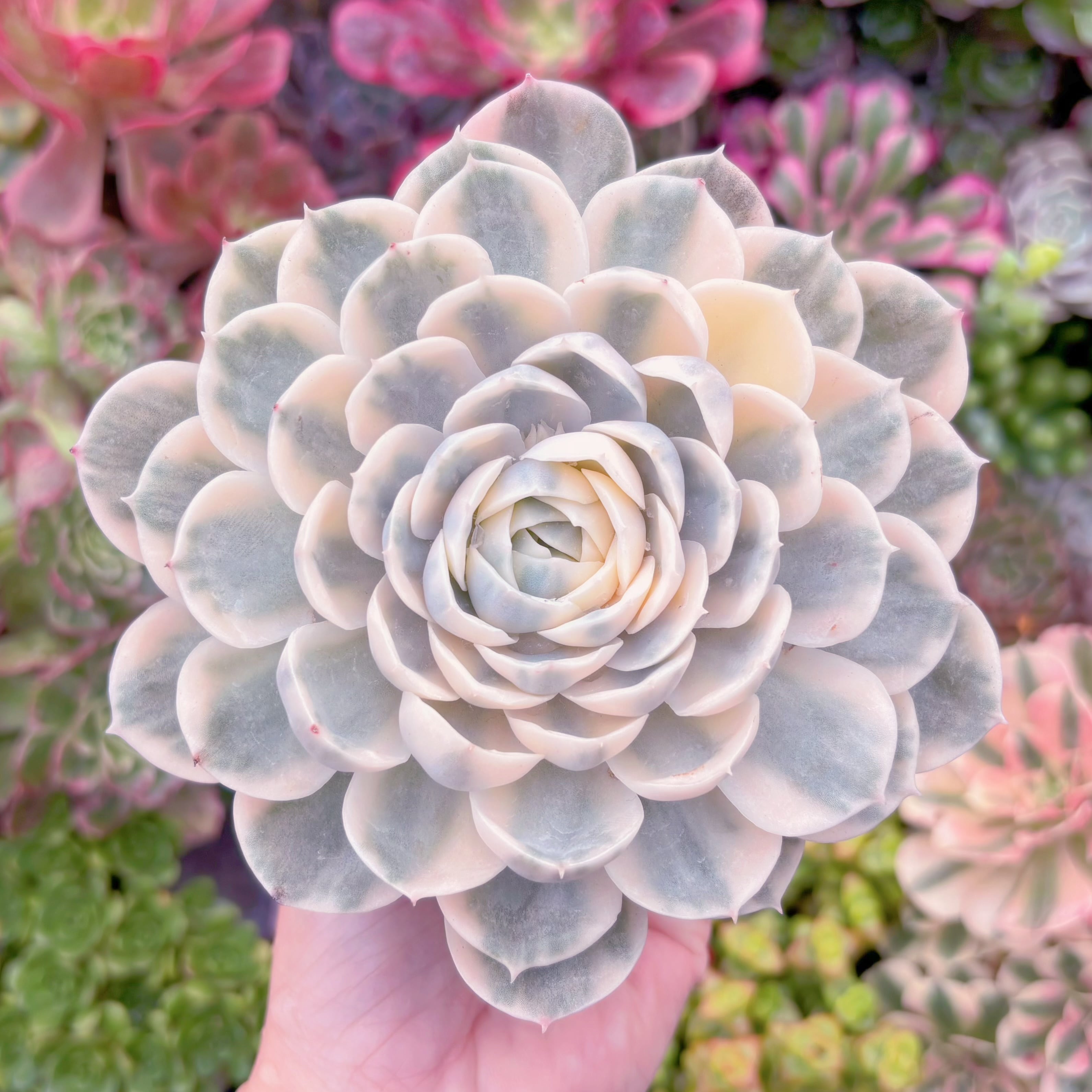 現品　オンスロー錦#533　大苗　るる農園