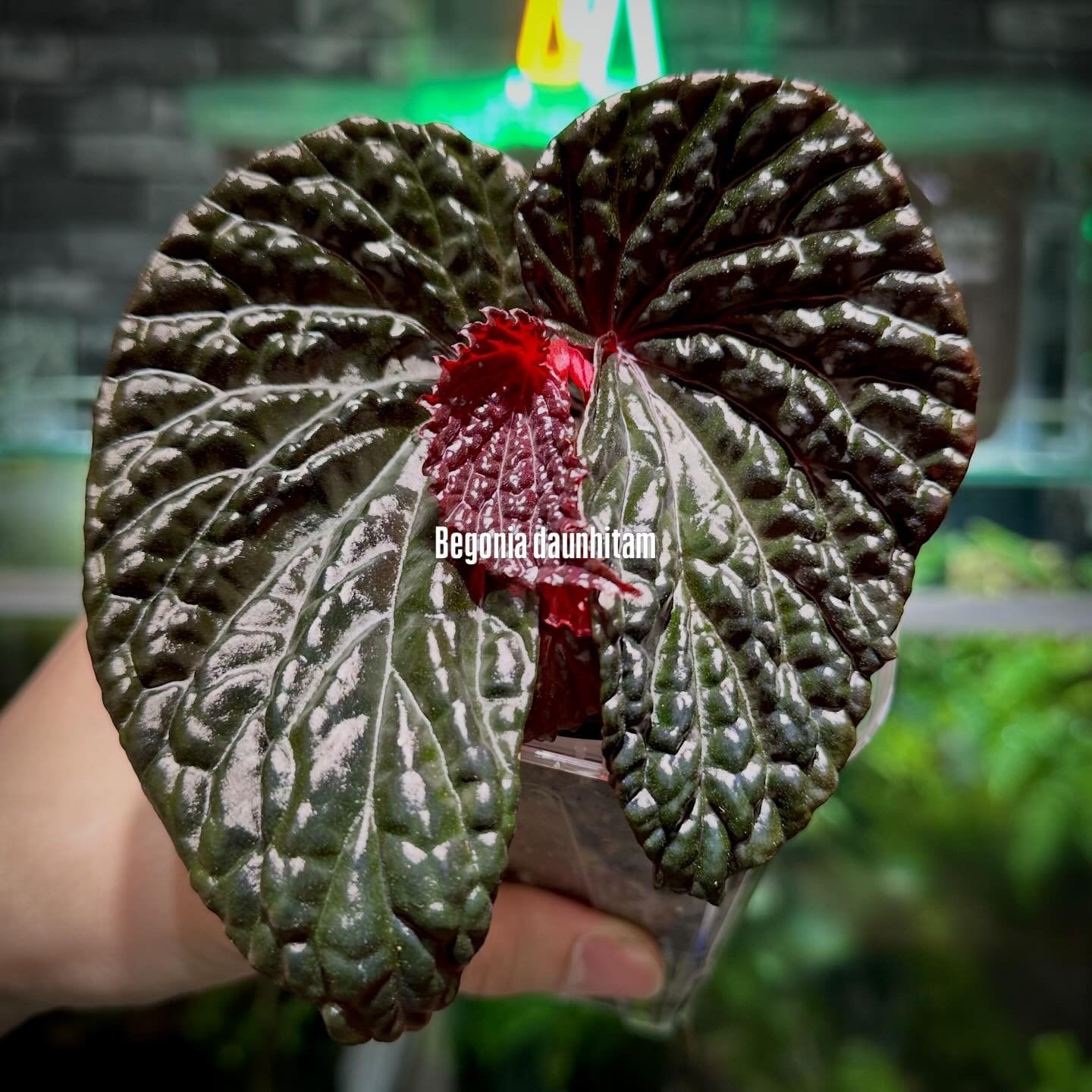 Begonia murina | ベゴニア専門 オンラインショップ