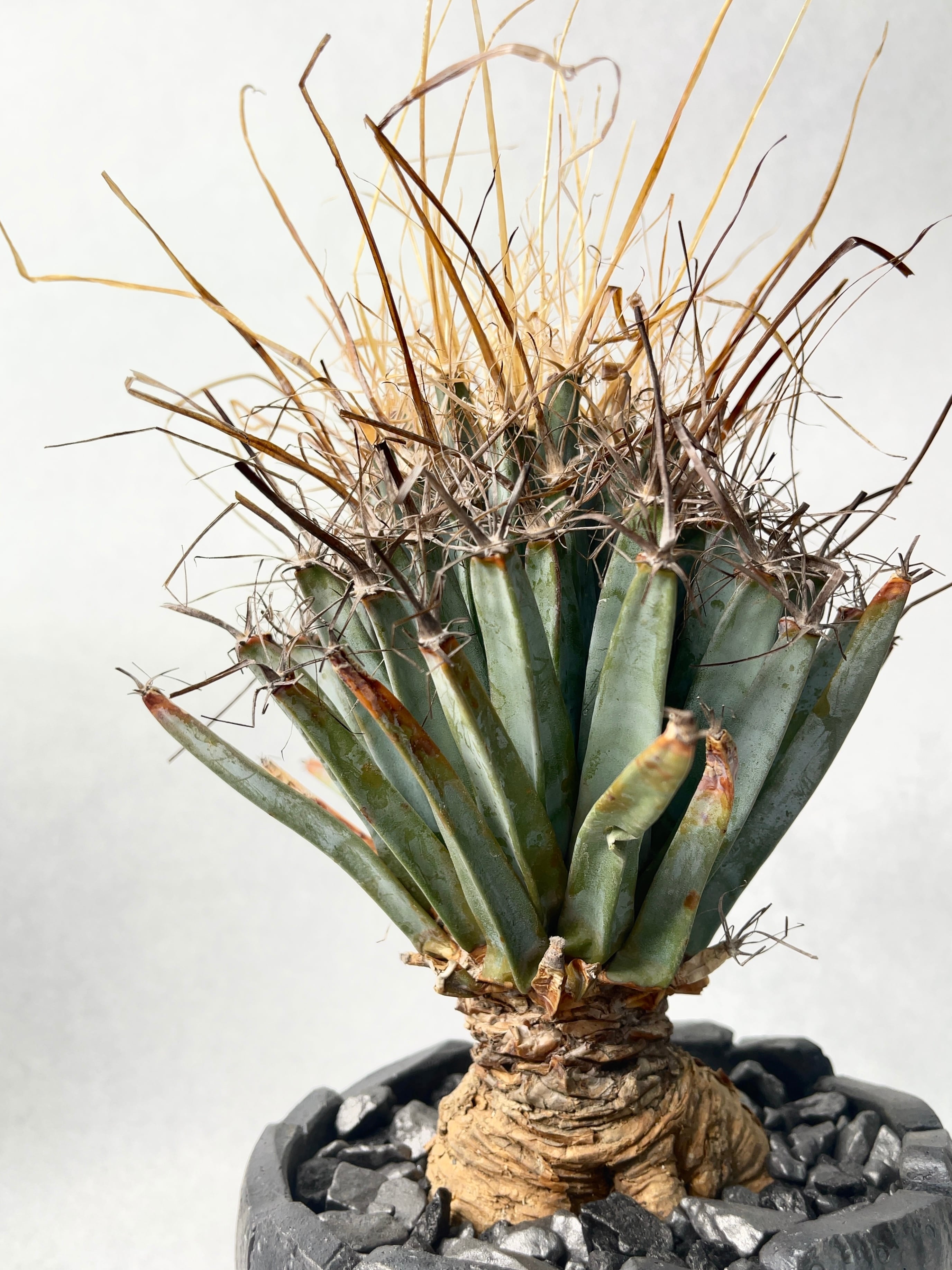 レウクテンベルギア・晃山 | trigger