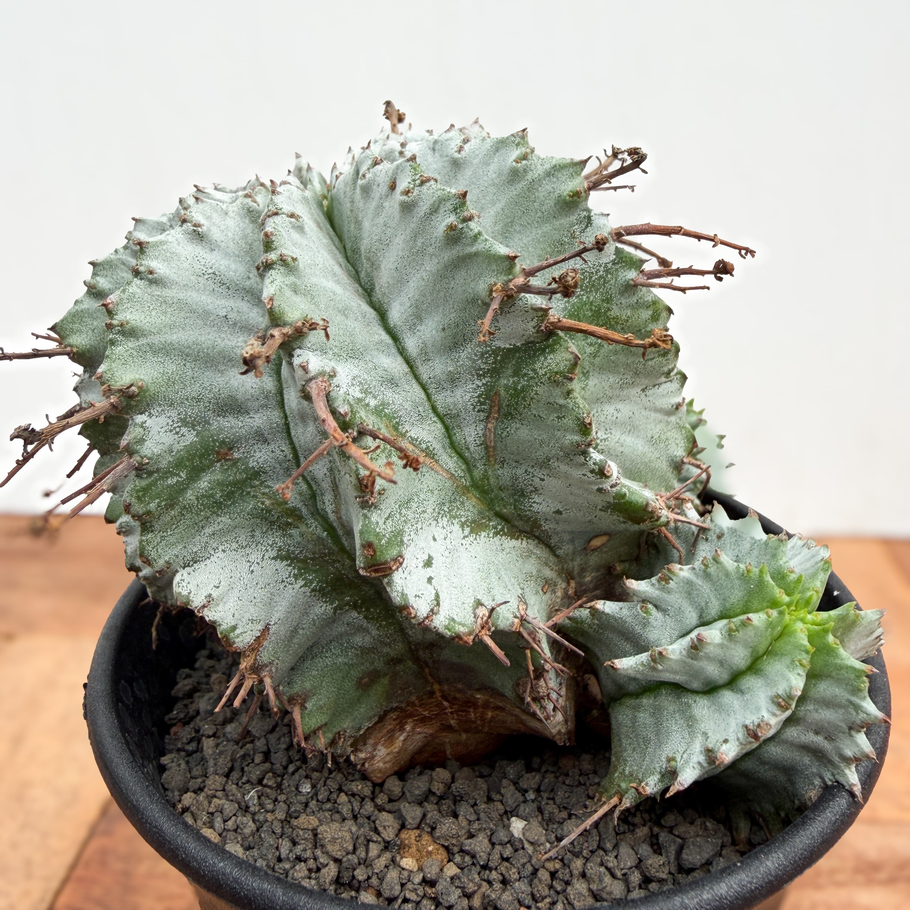 Euphorbia hyb. horrida【ユーフォルビア・玉型白ホリダ】 | RIMO'S