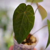 【希少】Anthurium Ace of Spades / アンスリウム エース オブ スペード⑧│観葉植物