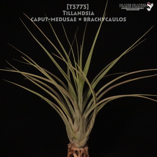 【送料無料】caput-medusae × brachycaulos〔エアプランツ〕現品発送T3773
