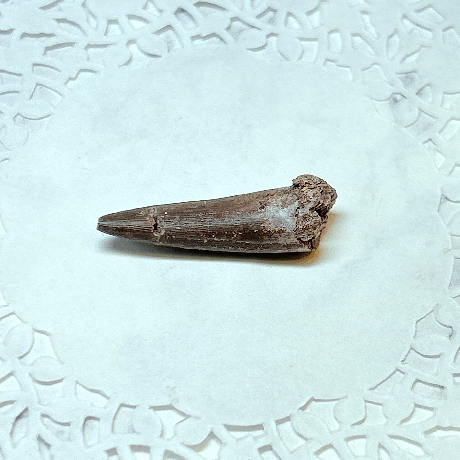 E101189】プレシオサウルス 歯化石 Plesiosaurus tooth | クリスタル