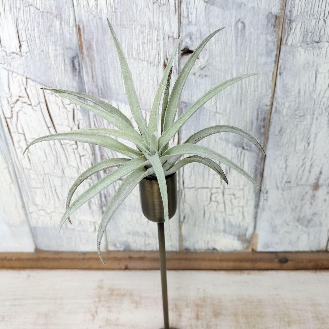 ビカクシダ、アイアンスタンド！エアープランツ！ 4fc915768e0bc4d7b752b17f773aa4